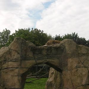 Lion Enclosure -26.08.2011