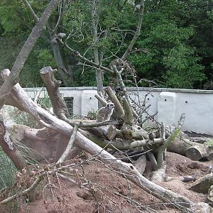 Meerkat Enclosure -26.08.2011