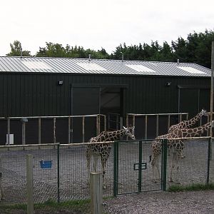 Outside Giraffe Paddock - 26.08.2011