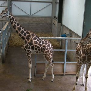 Inside the Giraffe House - 26.08.2011