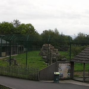 Lion Enclosure - 26.08.2011