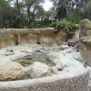 Small-Clawed Otter Exhibit