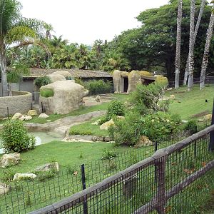 Capybara Exhibit