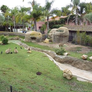 Capybara Exhibit