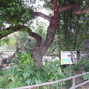 Ruppell's Griffon Vulture Exhibit