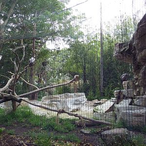 Ruppell's Griffon Vulture Exhibit