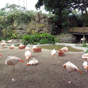 Chilean Flamingo/Black-Necked Swan Exhibit