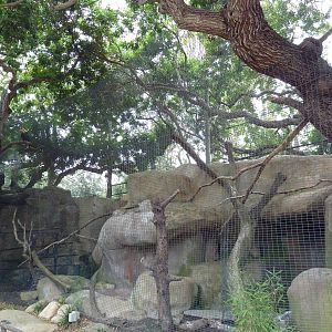 Rhinoceros Hornbill Exhibit