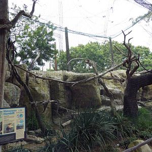 Rhinoceros Hornbill Exhibit