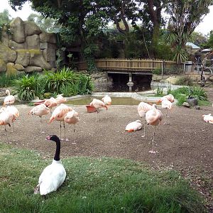Chilean Flamingo/Black-Necked Swan Exhibit