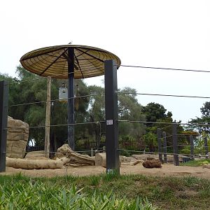Asian Elephant Exhibit