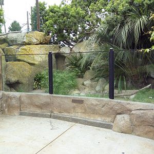 American Alligator Exhibit