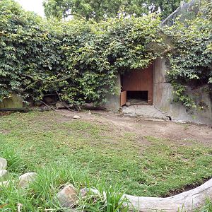 Black Burmese Mountain Tortoise Exhibit