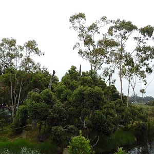 White-Handed Gibbon Exhibit