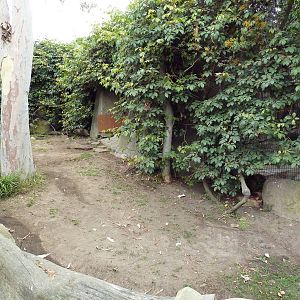 Leopard Tortoise Exhibit