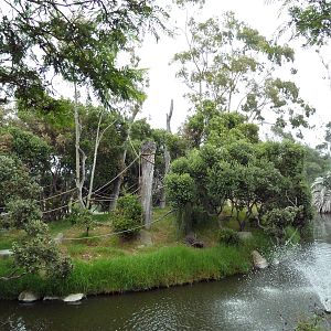 White-Handed Gibbon Exhibit