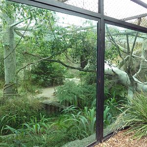 Amur Leopard Exhibit