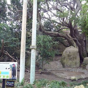 Southern Ground Hornbill Exhibit
