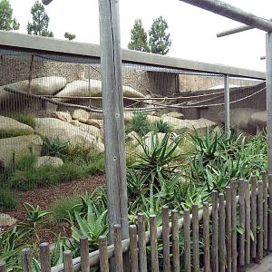 Patas Monkey Exhibit