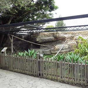 Snow Leopard Exhibit