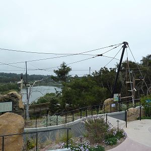 California Condor Exhibit