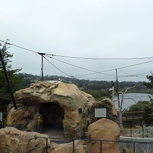 California Condor Exhibit