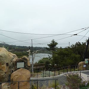 California Condor Exhibit