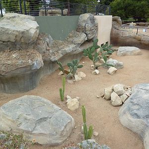 Desert Tortoise Exhibit