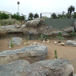 Desert Tortoise Exhibit