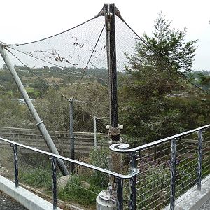 Channel Island Fox Exhibit