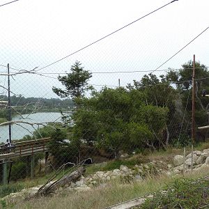 California Condor Exhibit