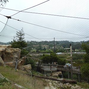 California Condor Exhibit