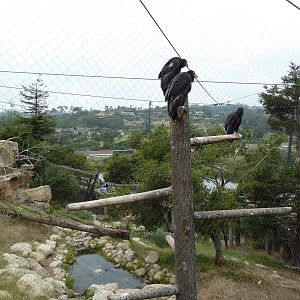 California Condor Exhibit
