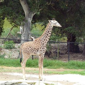 Masai Giraffe
