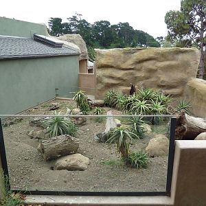 Meerkat Exhibit