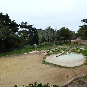 Baringo Giraffe/East African Crowned Crane/Spurred Tortoise Exhibit
