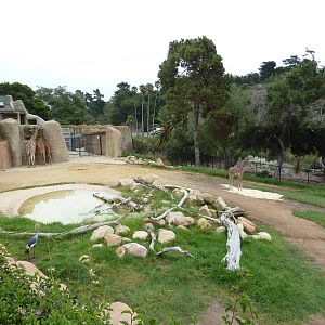 Baringo Giraffe/East African Crowned Crane/Spurred Tortoise Exhibit