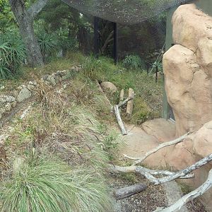 Black-Footed Cat Exhibit