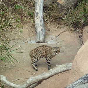 Black-Footed Cat