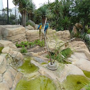 Blue + Gold Macaw Exhibit