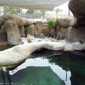 Humboldt Penguin Exhibit