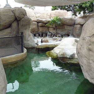 Humboldt Penguin Exhibit