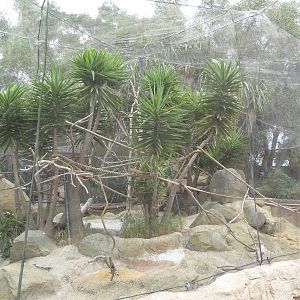 Bolivian Grey Titi Monkey/Golden Lion Tamarin Exhibit