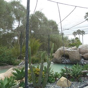 Brown Pelican/Inca Tern Exhibit