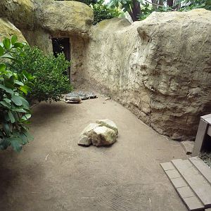 Radiated Tortoise Exhibit