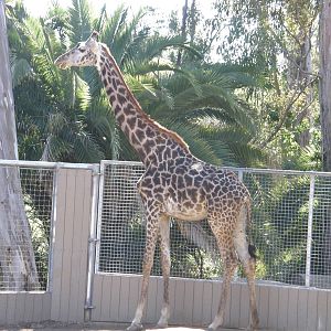 masai giraffe