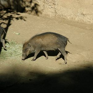 visayan warty pig