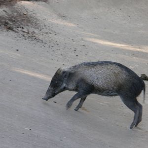 visayan warty pig