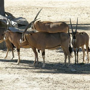 fringe eared oryx