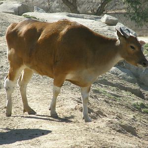 banteng